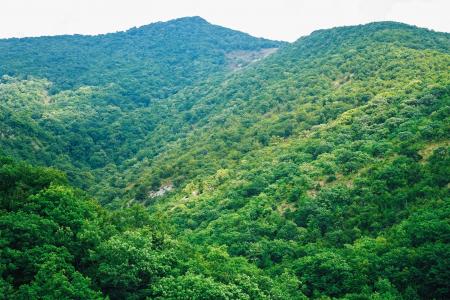 Lush Green Mountains