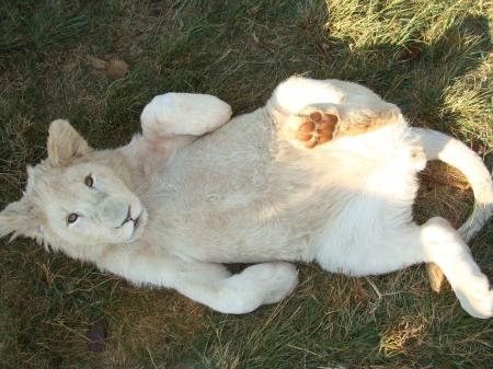 Lying Albino Tiger in the Grass