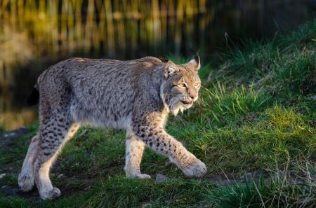 Lynx in the Zoo