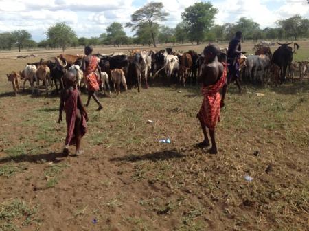 Maasai Herdsman