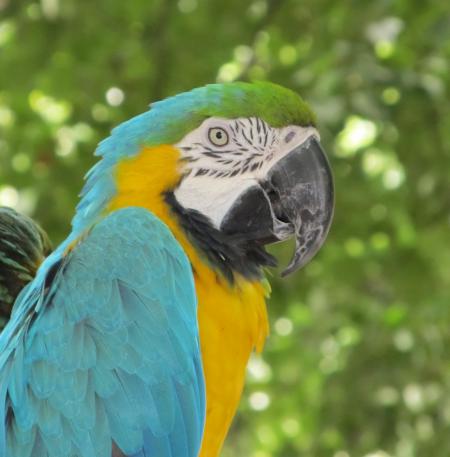 Macaw Bird