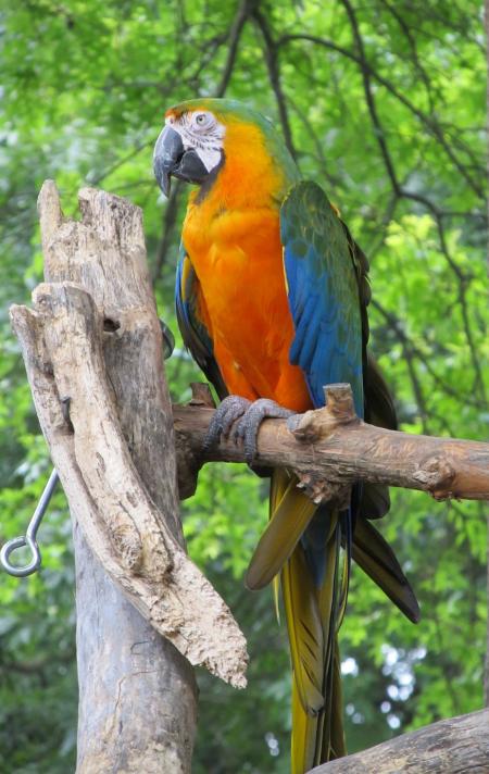 Macaw Bird