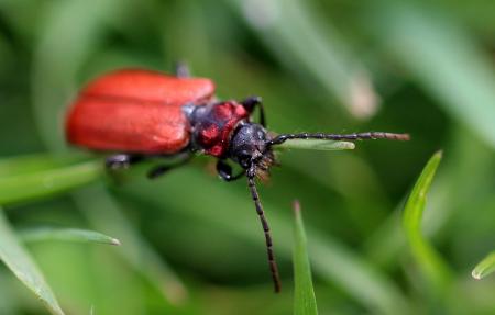 Macro Beetle