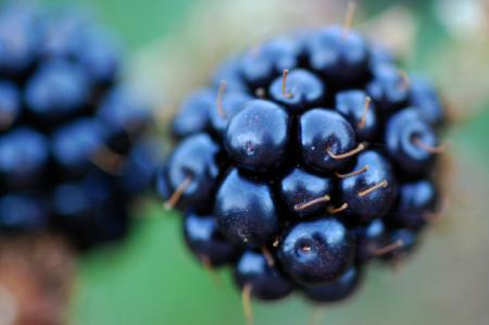 Macro Blackberries