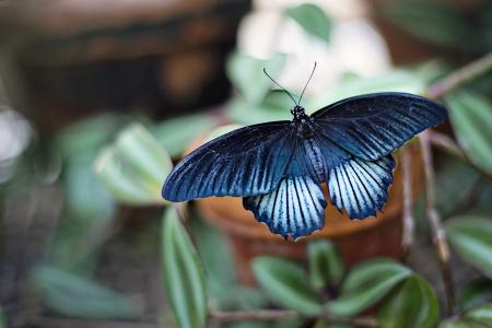 Macro Butterfly