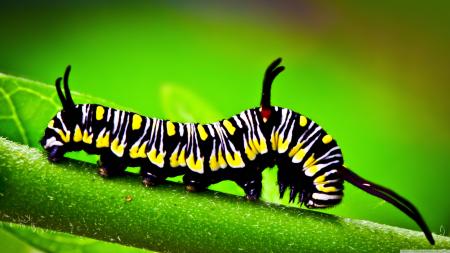 Macro Caterpillar