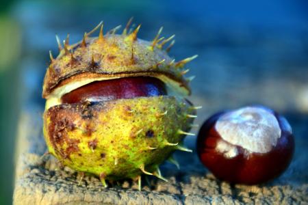 Macro Chestnut
