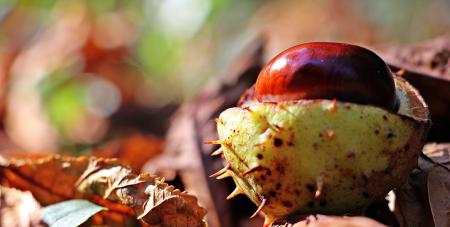 Macro Chestnut