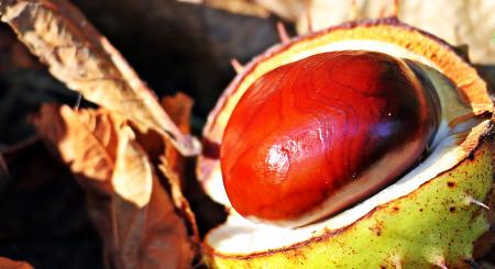 Macro Chestnut