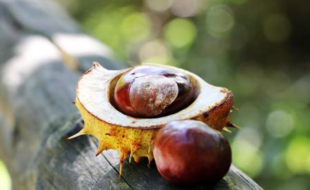 Macro Chestnut