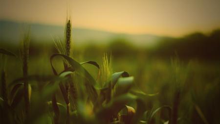 Macro Cornfield