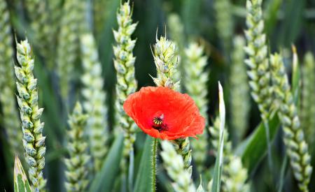 Macro Cornfield