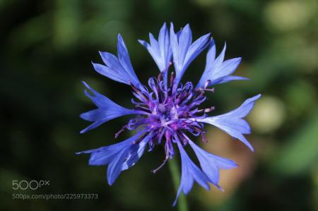 Macro Cornflower