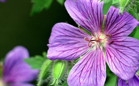 Macro Cranesbill