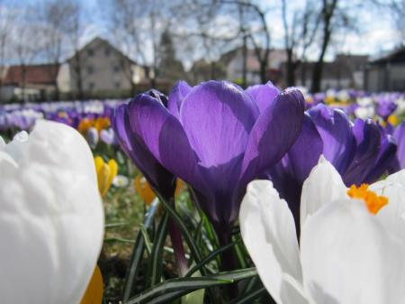 Macro Crocus