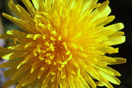 Macro Dandelion