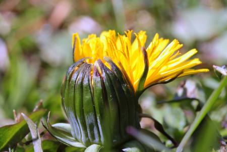 Macro Dandelion