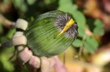 Macro Dandelion