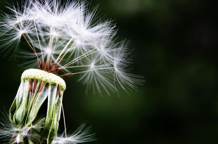 Macro Dandelion