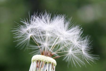 Macro Dandelion