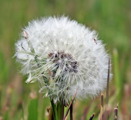 Macro Dandelion