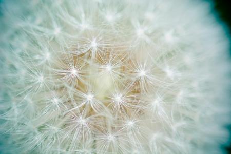 Macro Dandelion