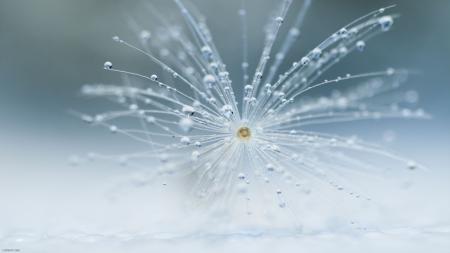 Macro Dandelion