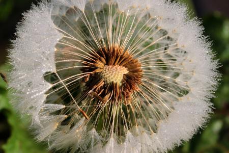 Macro Dandelion