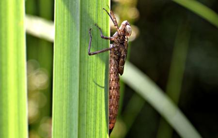 Macro Dragonfly