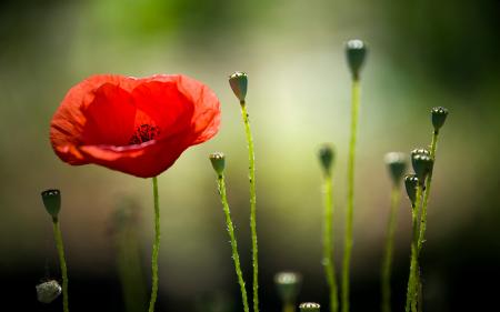 Macro Flower