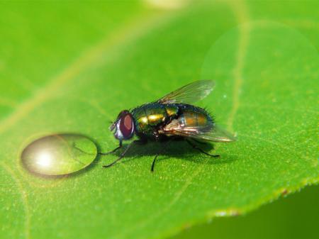 Macro Fly