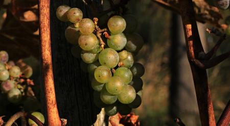 Macro Grapes