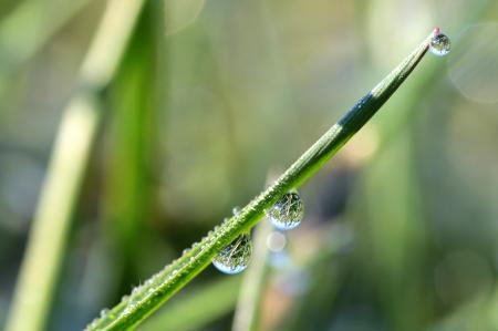 Macro Grass