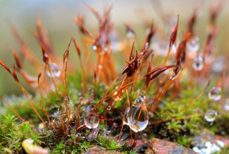 Macro Grass