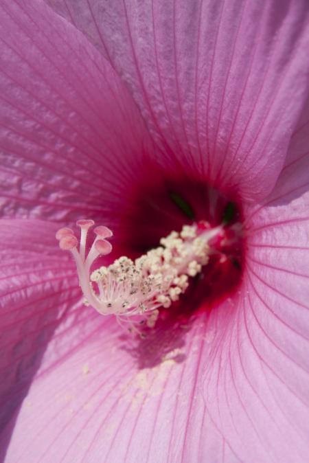 Macro Hibiscus