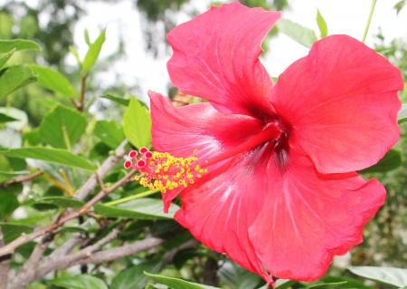 Macro Hibiscus