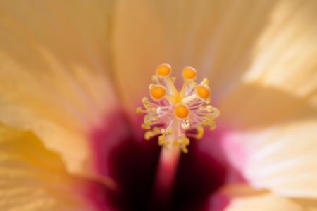 Macro Hibiscus