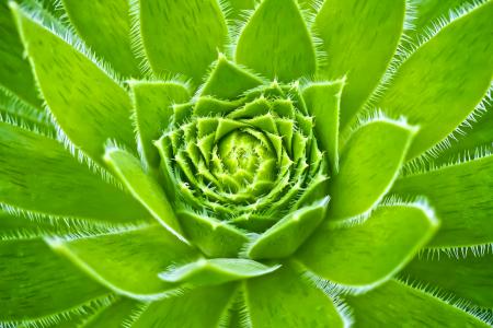 Macro Houseleek