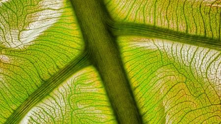 Macro Leaves