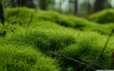 Macro Moss