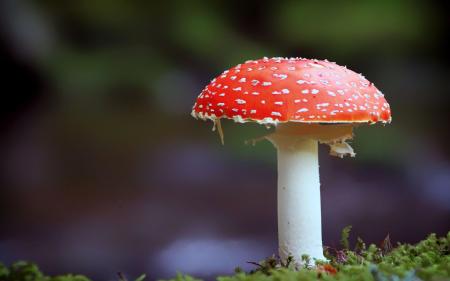 Macro Mushroom