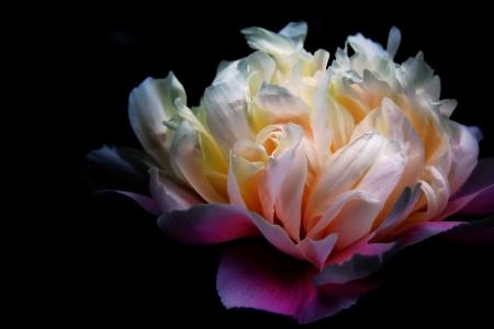 Macro Peony