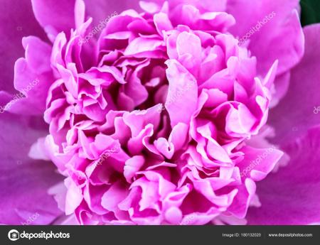 Macro Peony