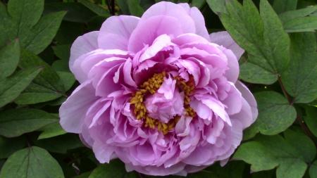 Macro Peony