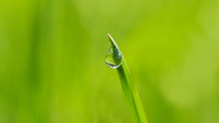 Macro Photogoraphy of Dewdrop on Leaf