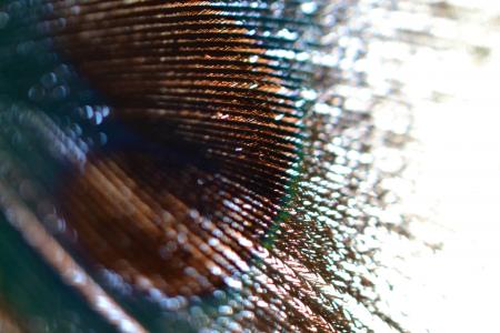 Macro Photography of Animal Feather