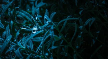 Macro Photography of Blue-leaf Plant