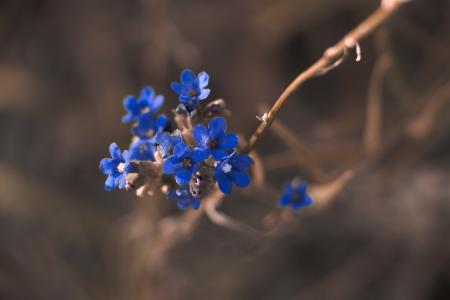 Macro Photography of Blue Petaled Flower