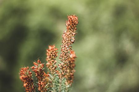 Macro Photography of Brown Flowers