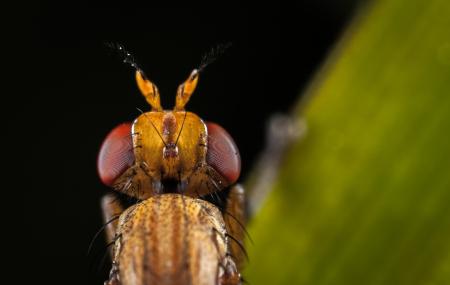 Macro Photography of Brown Insect